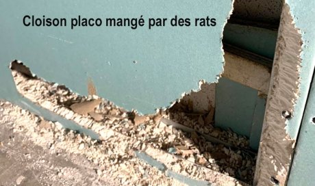 Cloison placo rongée par des rats - Laboratoire Sublimm - Saint Paul 974