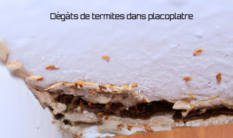 Termites dans placoplatre - Dégâts maison - Laboratoire Sublimm 974