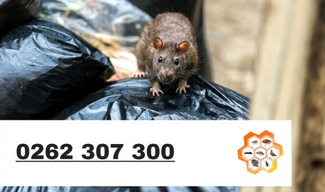 Rat inspectant des poubelles - dératisation - Laboratoire Sublimm