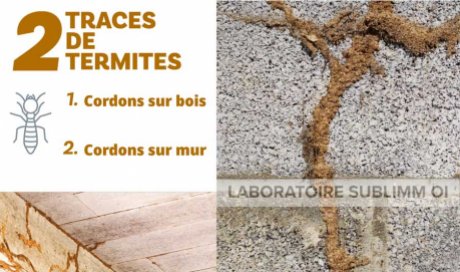 Tunnel cordon de termites - Saint Gilles 974 - Laboratoire Sublimm