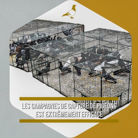 Capture des pigeons est l’une des solutions efficace 