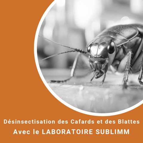 Désinsectisation des cafards et blattes - LABORATOIRE SUBLIMM