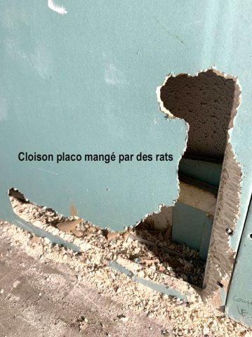 Cloison placo rongée par des rats - Laboratoire Sublimm - Saint Paul 974