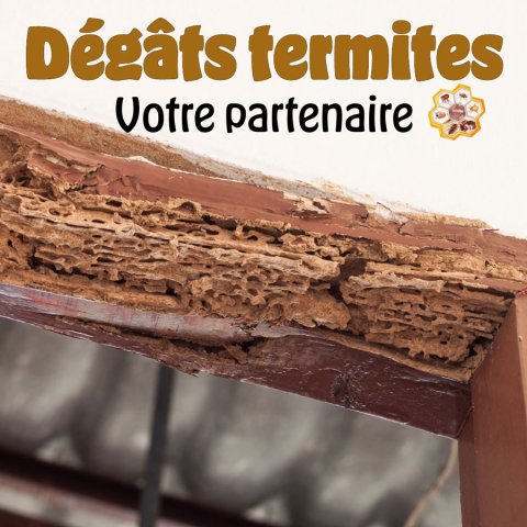 protection contre les dégâts termites - La Réunion - Laboratoire Sublimm