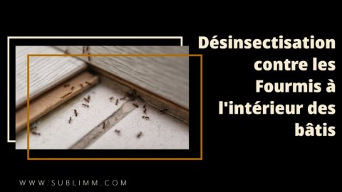 Infestation de fourmis sous un plancher d'une maison