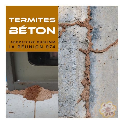 Termite dans un bâtiment en béton - Laboratoire Sublimm - Saint-Denis 974