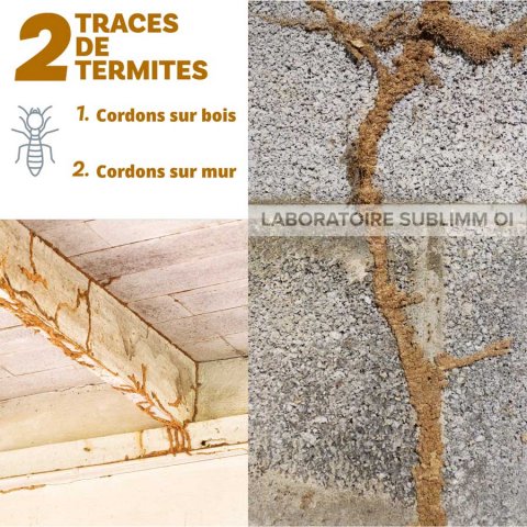 Tunnel cordon de termites - Saint Gilles 974 - Laboratoire Sublimm