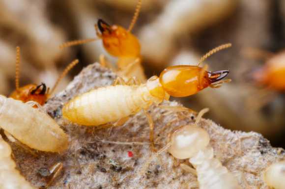 Comment éviter d'avoir des termites à La Réunion ?