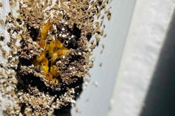 Dormant de porte infesté par des termites souterrains de l'espèce Prorhinotermes