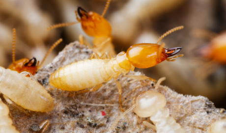 Comment éviter d'avoir des termites à La Réunion ?