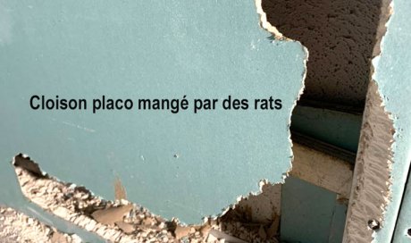 Cloison placo rongée par des rats - Laboratoire Sublimm - Saint Paul 974