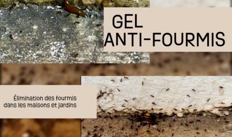 Anti fourmis - Gel professionnel - Laboratoire Sublimm 974