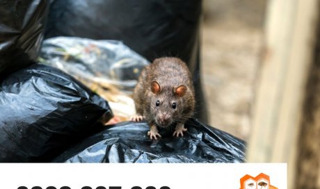 Rat inspectant des poubelles - dératisation - Laboratoire Sublimm