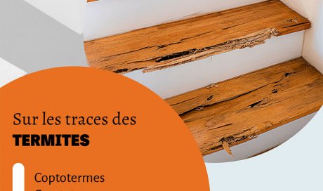 Escalier grignoté par des termites - Laboratoire Sublimm