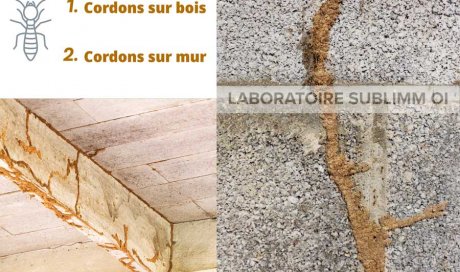 Tunnel cordon de termites - Saint Gilles 974 - Laboratoire Sublimm