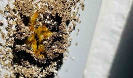 Dormant de porte infesté par des termites souterrains de l'espèce Prorhinotermes