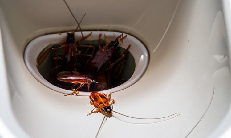 Cafards qui sort d'un cabinet de toilette - Saint Paul 974 - Laboratoire Sublimm