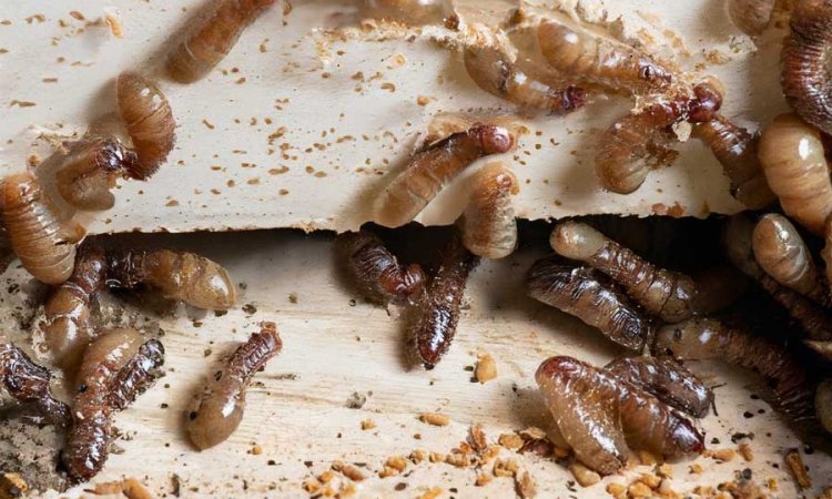 Termites mortes suite au traitement par l'appareil à onde-courtes - Laboratoire Sublimm