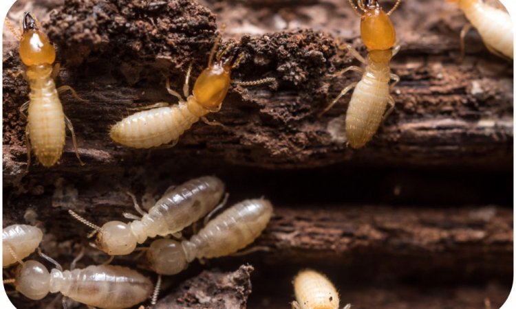 Termites souterrains en activités dans un morceaux de bois