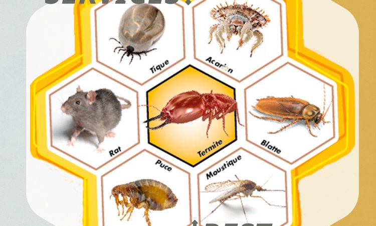 Logo du Laboratoire Sublimm : insectes et rongeurs nuisibles