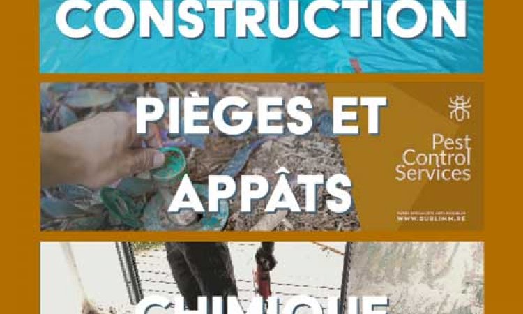 Procédés traitement termite souterrain - La Réunion - Laboratoire Sublimm