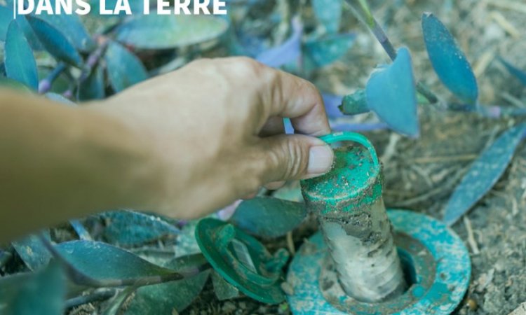 Pose d'un piège à termite - La Réunion - Laboratoire Sublimm